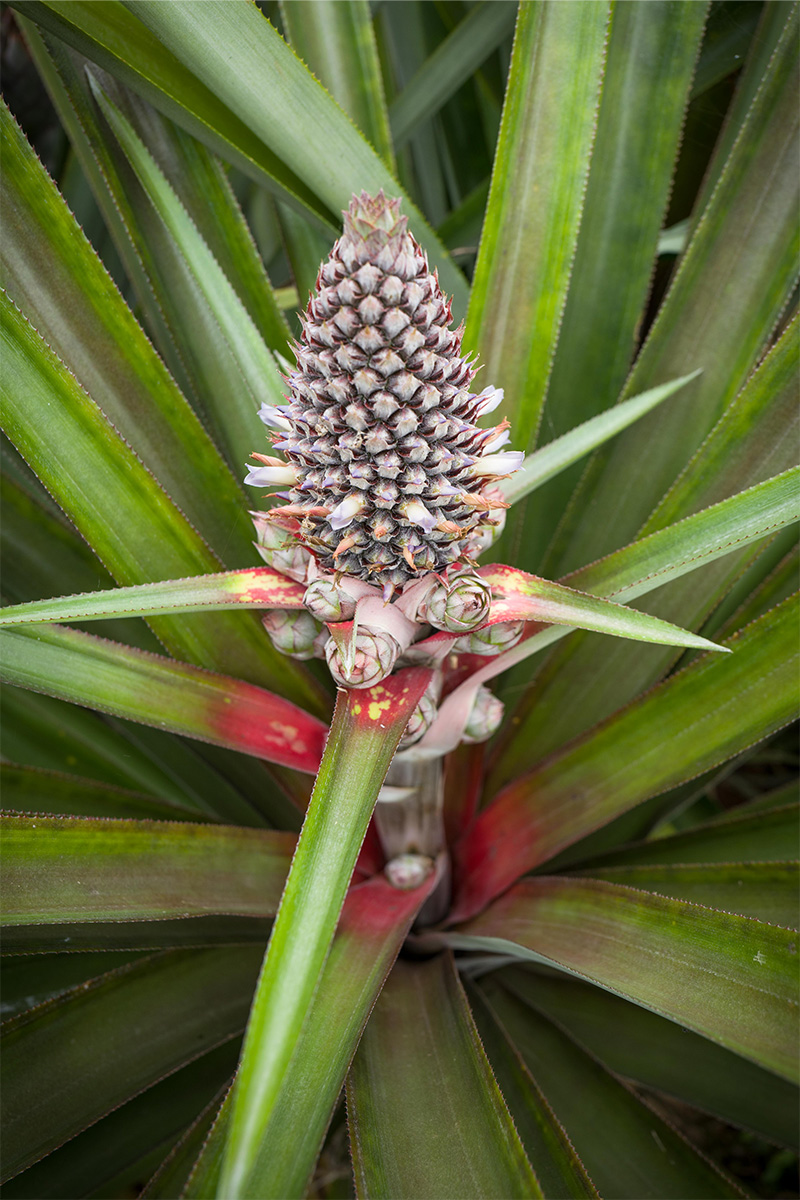 ananas-fleurs